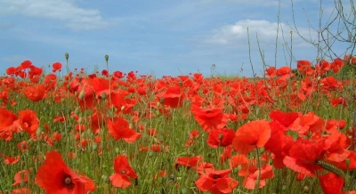 Poppy2004 blog 1