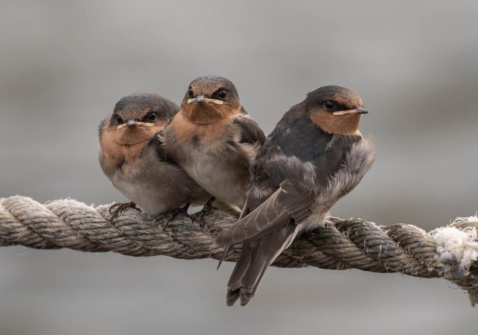 Jocapon babyswallows